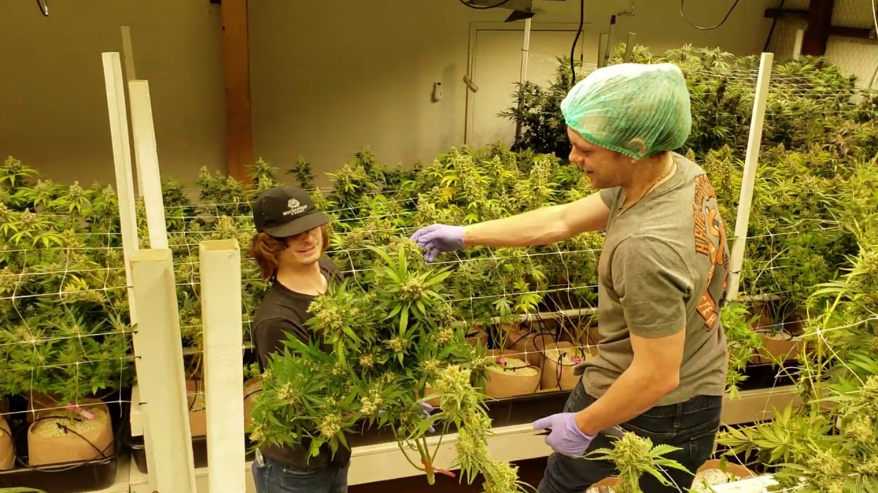 Medical Cannabis Commercial Grow  - Harvesting 100+ pounds - Hicksford Farms Optic 8+ Room
