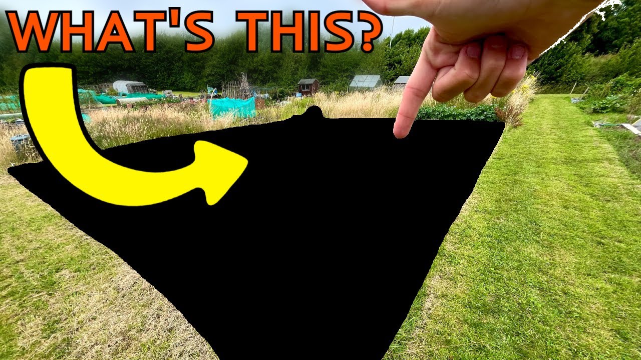 My NEW allotment plot! | What's the plan?