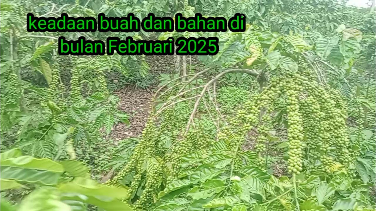 keadaan buah dan bahan  di bulan  Februari  2025
