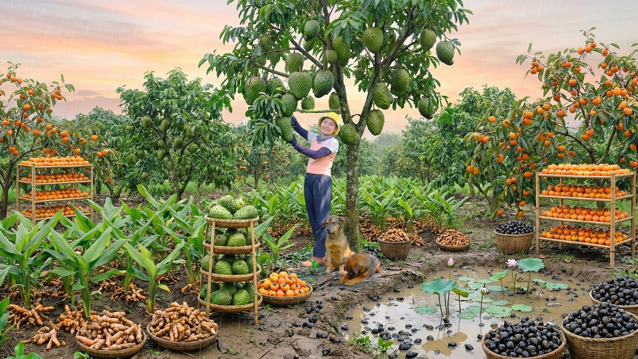 Relax With Harvest: Persimmon, Apple Snail, Turmeric, Custard Apple, Eggfruit, Longan, Strawberry