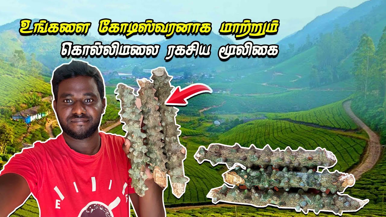பணத்தை அள்ளி கொடுக்கும் கொல்லிமலை ரகசிய மூலிகை | Kolli Hills Ragasiya mooligai