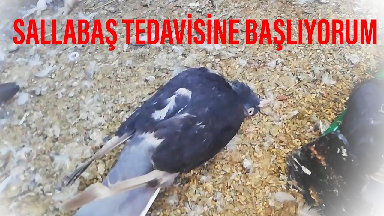SALLABAŞ GÜVERCİN TEDAVİSİ BİRİNCİ ADIM