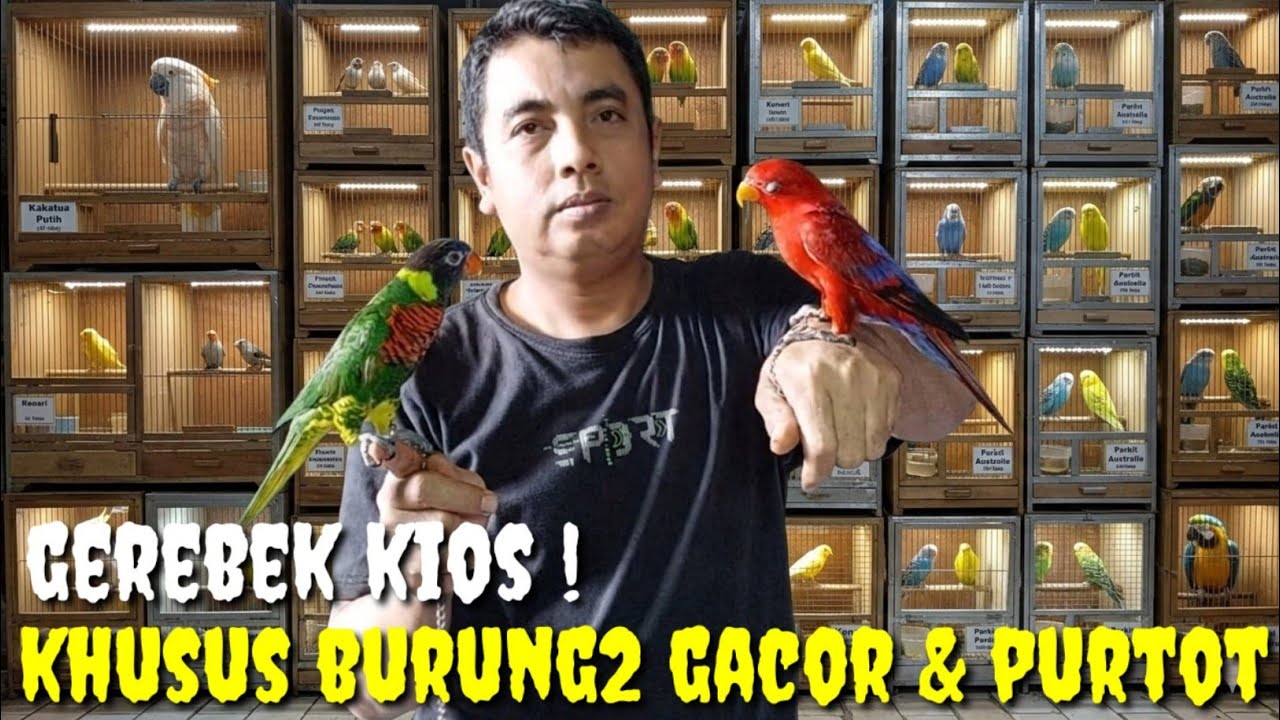 GEREBEK KIOS KHUSUS MENJUAL BURUNG2 GACORAN, RAWATAN DAN PURTOT
