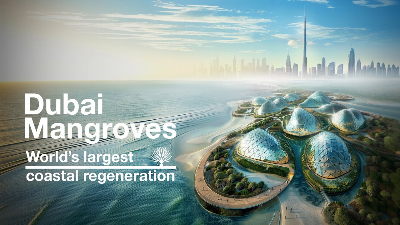 Dubai Mangroves: 72 km of Coastal Regeneration Project.