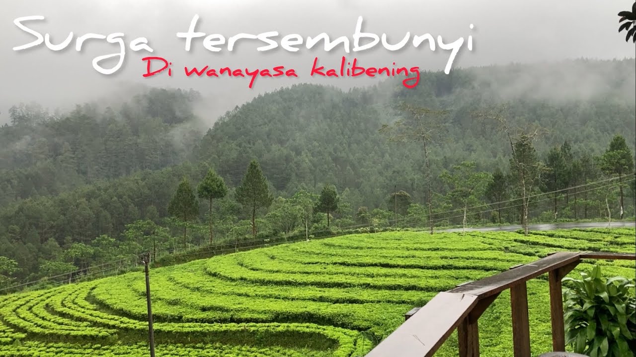 relaxing rain in beautiful tea garden in indonesia