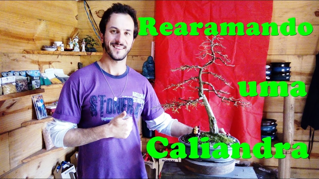 Bonsai-aramando caliandra