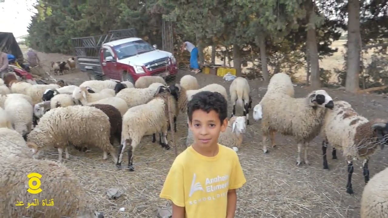 سوم العلوش عبارة بش تمشي تصيف في البحر 15 يوم ، غالي برشا العلوش