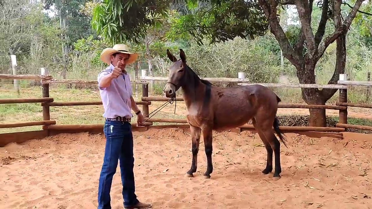MONTADA DE PELO NA MULA PROMOTORA. CONFIRA A REAÇÃO DESSE ANIMAL AINDA EM DOMA