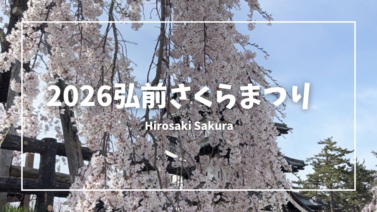 【2026弘前さくらまつり】満開の桜を歩く