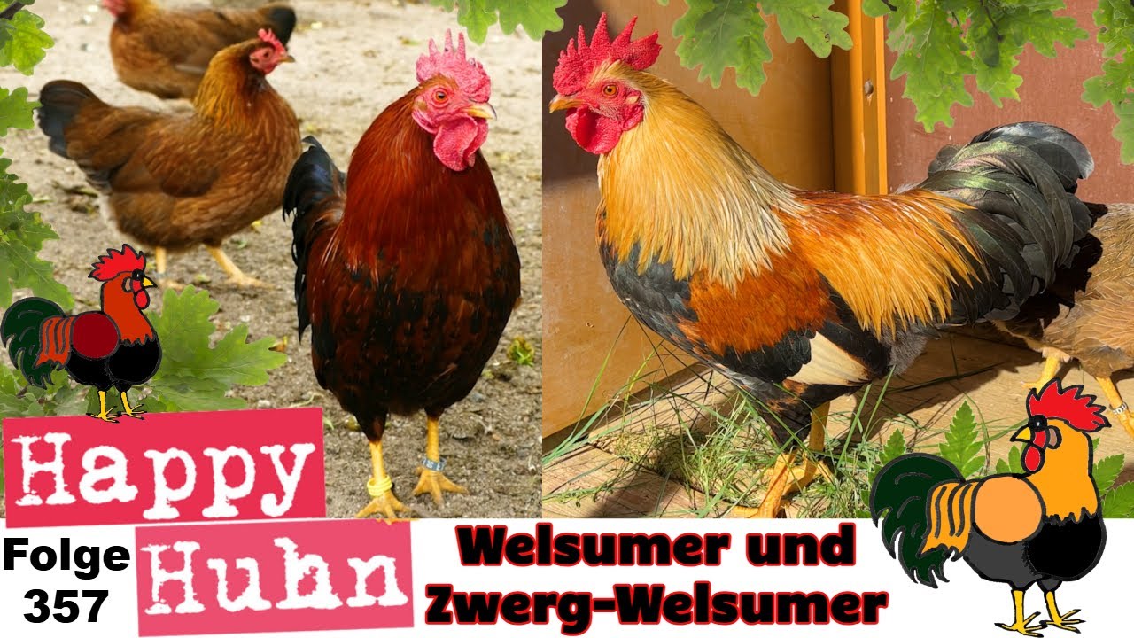 Welsumer-Hühner + Zwerg-Welsumer im Portrait bei HAPPY HUHN Folge 367 - Farbschläge, Zucht, Haltung