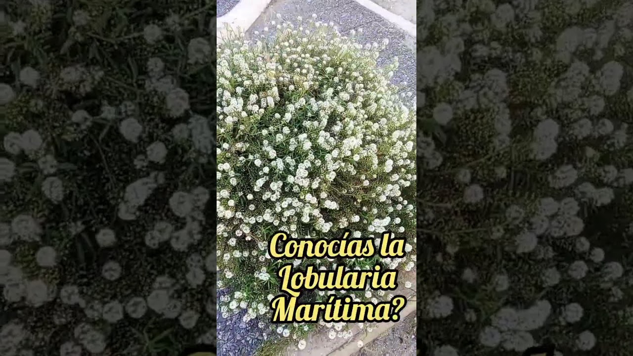 Conoc&iacute;as la LOBULARIA MAR&Iacute;TIMA o tambi&eacute;n conocida como Aliso mar&iacute;timo?