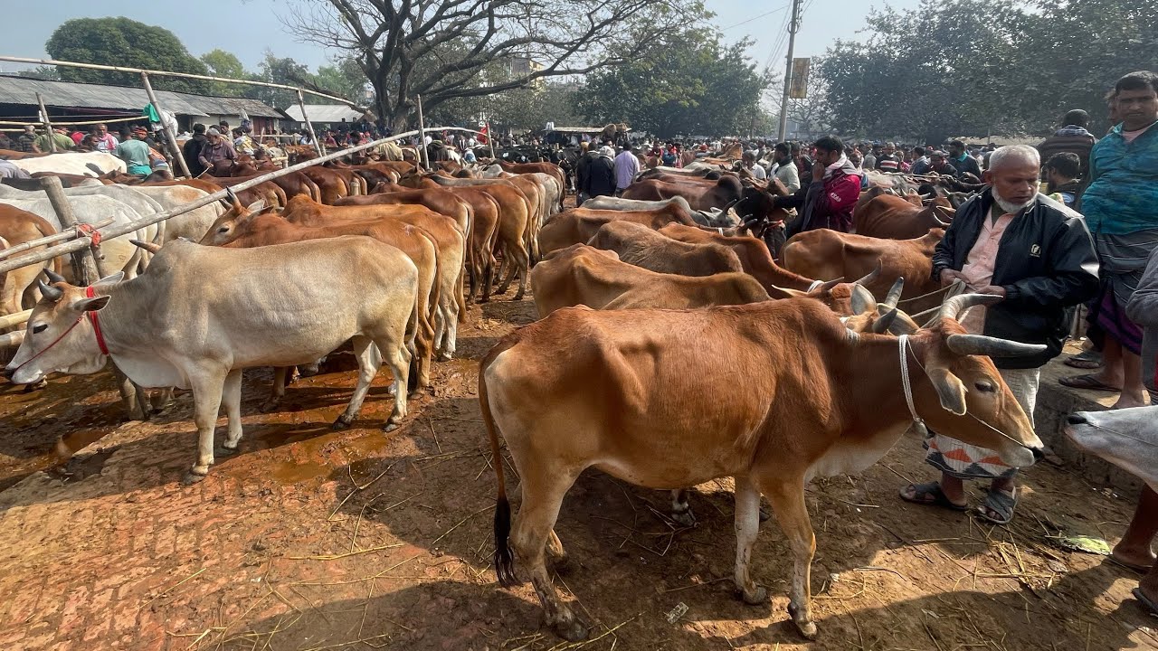 ২০২৬ কুরবানির জন্য সেরা কোয়ালিটি ইন্ডিয়ান বলদ গরুর দাম জানুন জয়পুরহাট নতুন গরুর হাট থেকে ।
