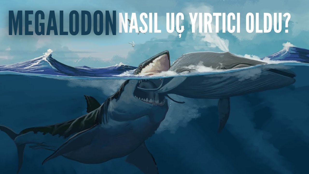 Megalodon ger&ccedil;ek bir apex avcısıydı!