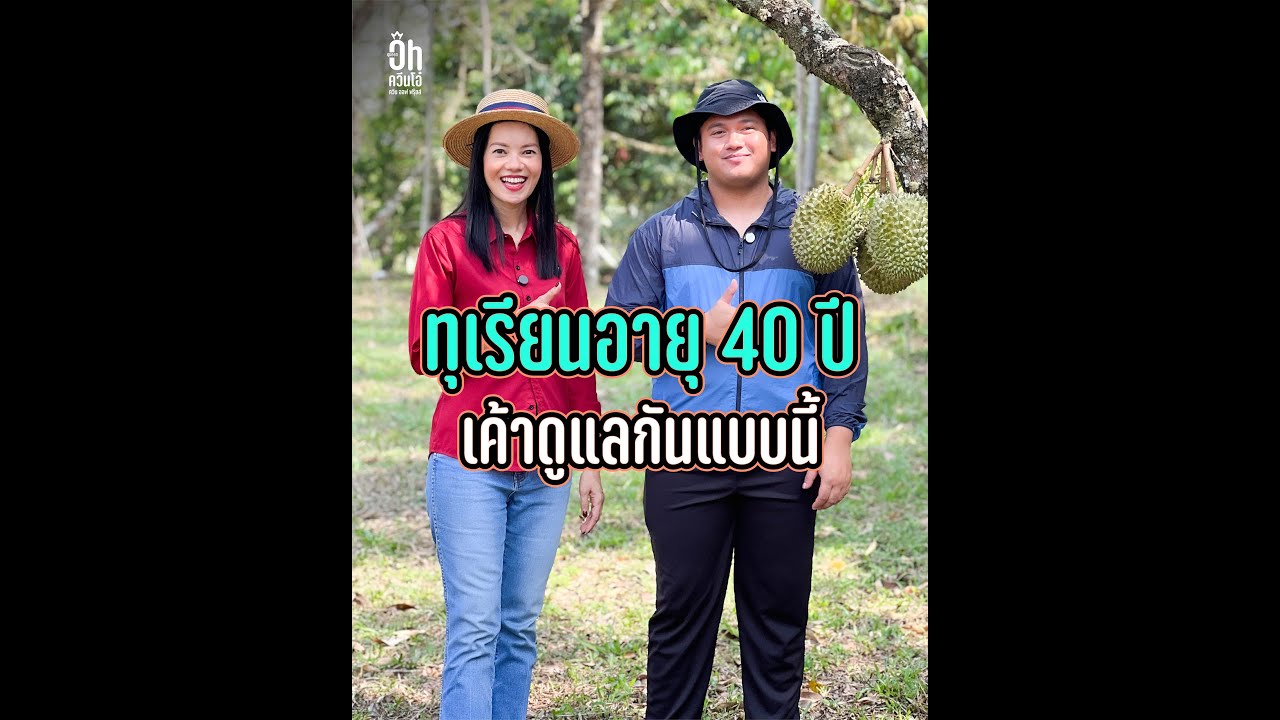 ทุเรียนอายุ 40 ปี เค้าดูแลกันแบบนี้