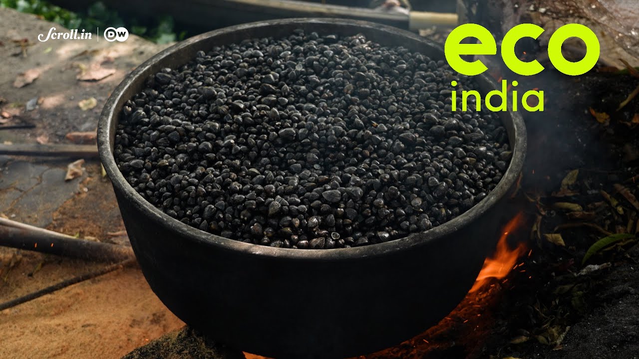 Eco India: How community action in Kerala is reviving Vembanad’s rare black clam