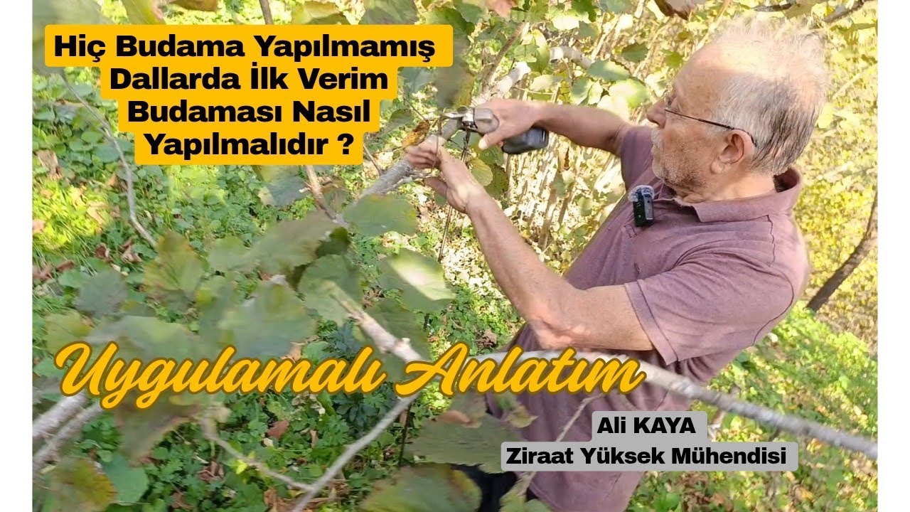 İlk Kez Budanan Fındık Dallarında Verim Budaması Nasıl Yapılır  ?