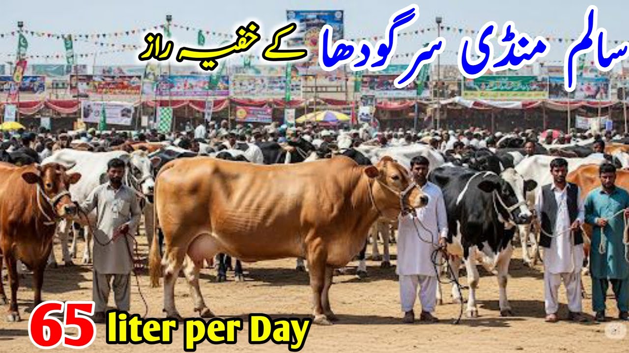 Today Salam Mandi Latest Update | cross breed Cow for sale in Punjab | Biggest Cows 30 July 2025