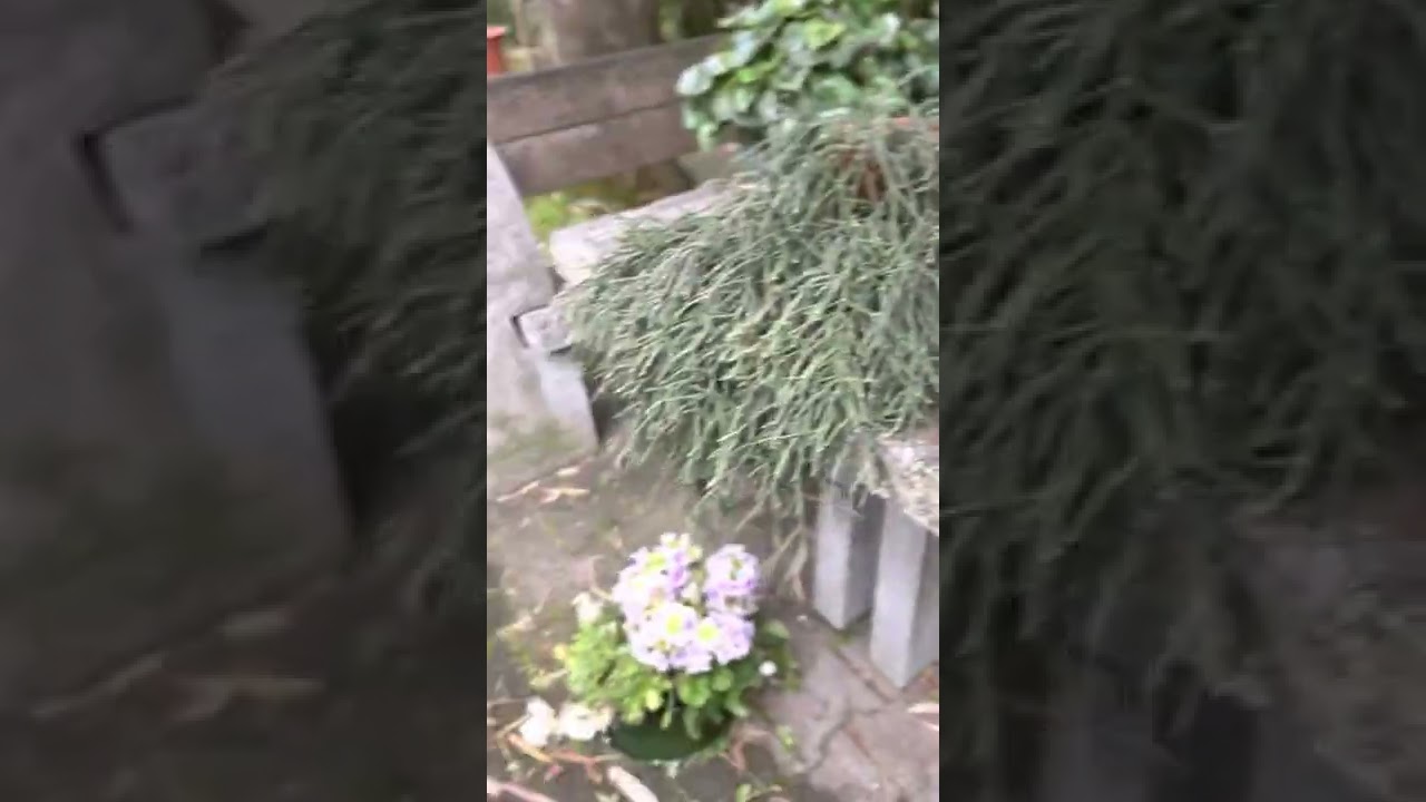 Come eliminare le erbacce dal pavimento del giardino con prodotto Bio e super economico