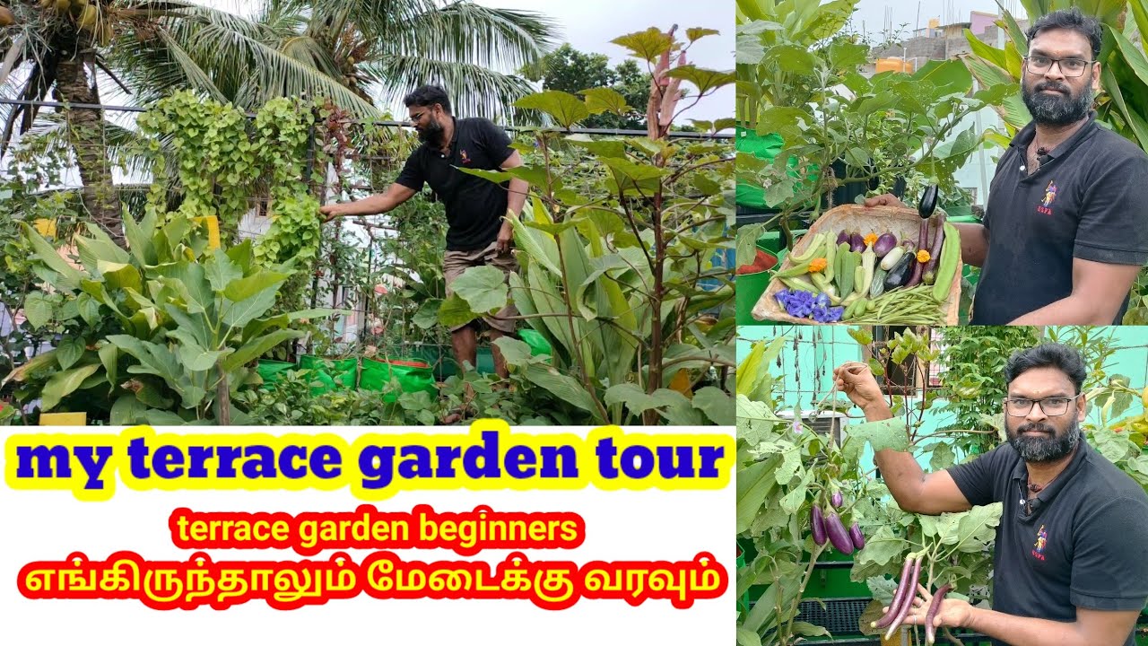 மாடித்தோட்டம் டூர் முழு வீடியோ  Terrace garden tour full video #maadithottam #gardening #மாடிதோட்டம்
