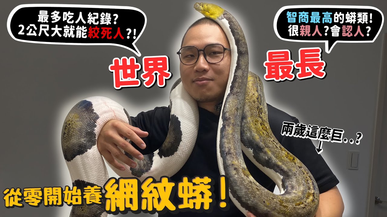【從零開始養】網紋蟒!最多吃人紀錄?世界最長的巨蟒有多長?被蛇纏絞100%自救的辦法?網紋蟒吃小豬過程【許伯簡芝】