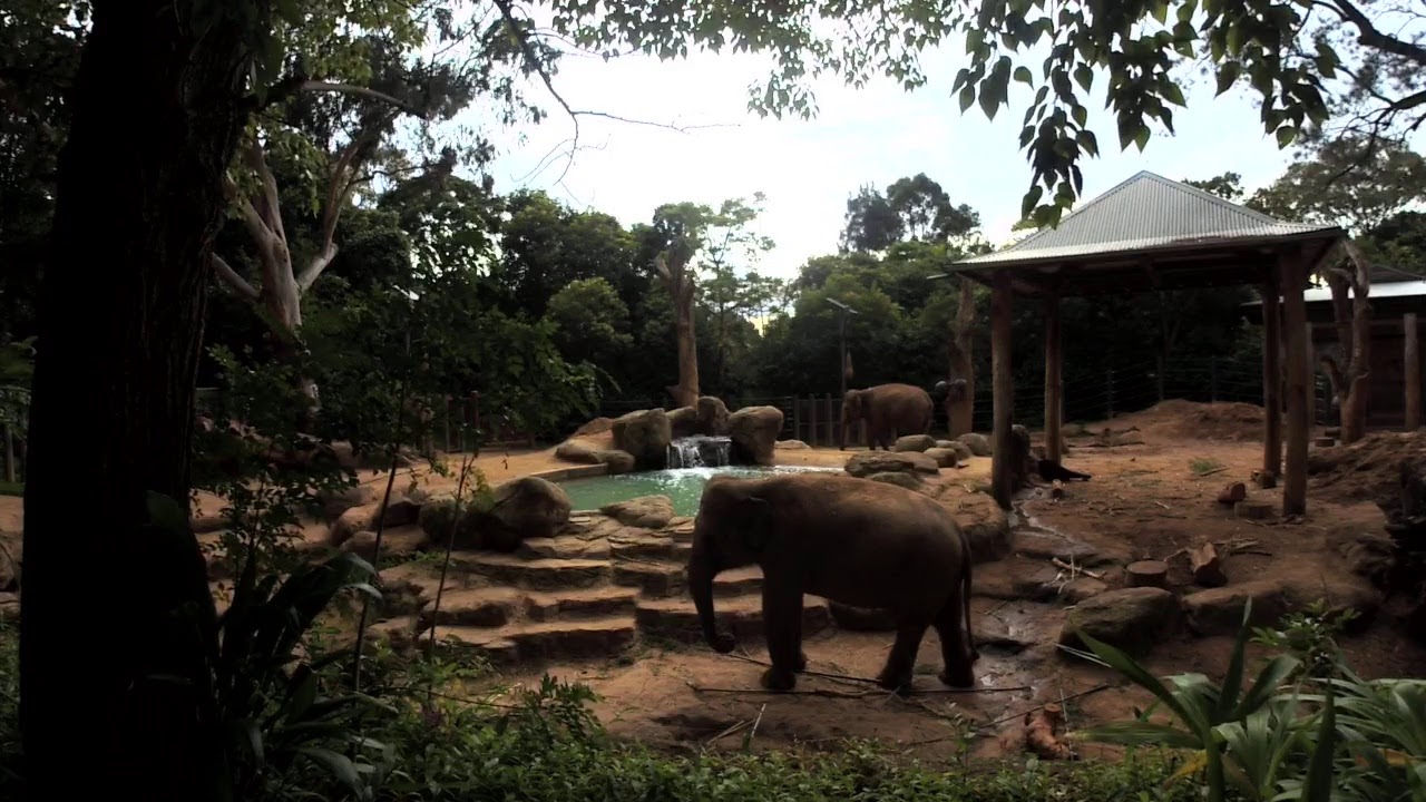 Elephant cam