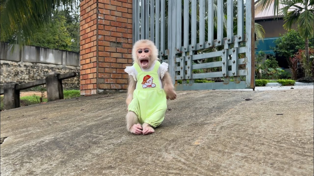 Monkey Luk cried when woke up didn't see Thang