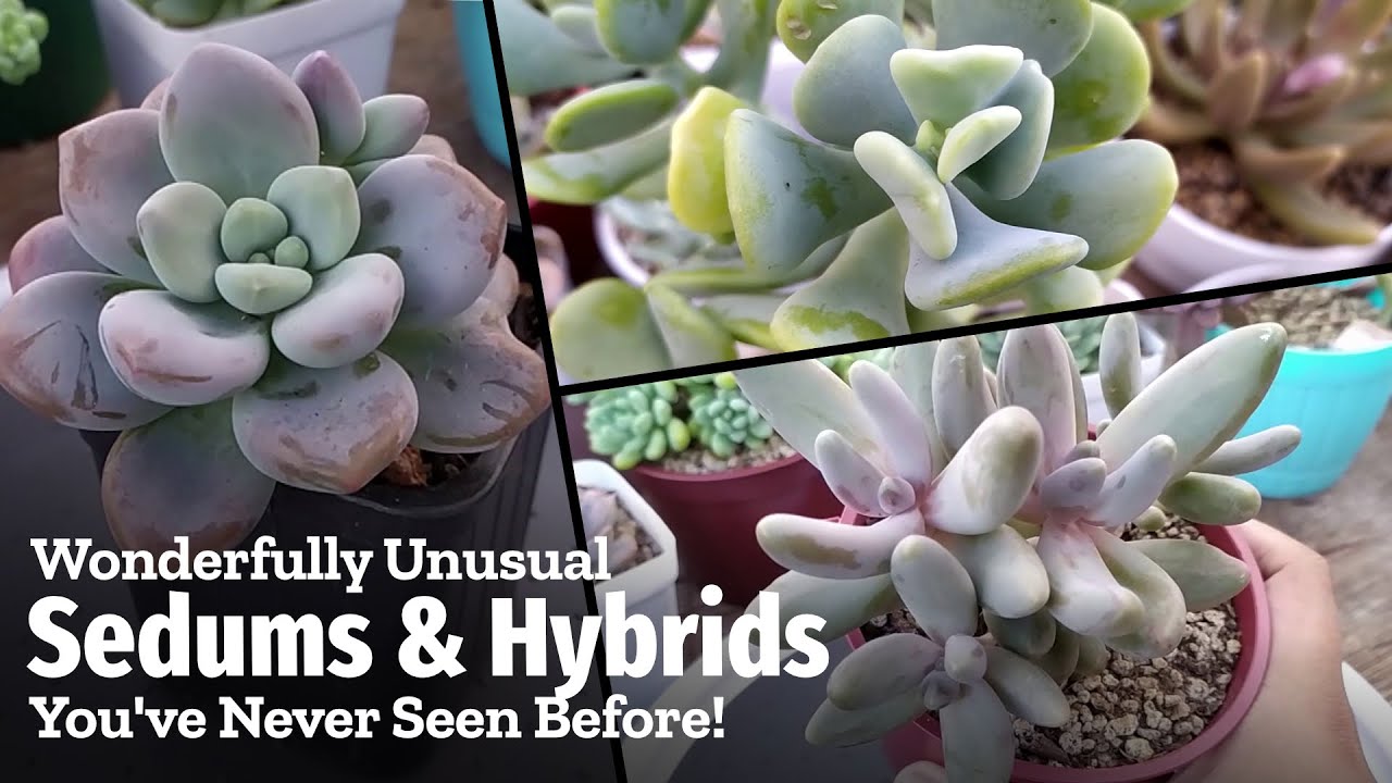12+ UNUSUAL & ODD Sedums & Hybrids You Should Try!