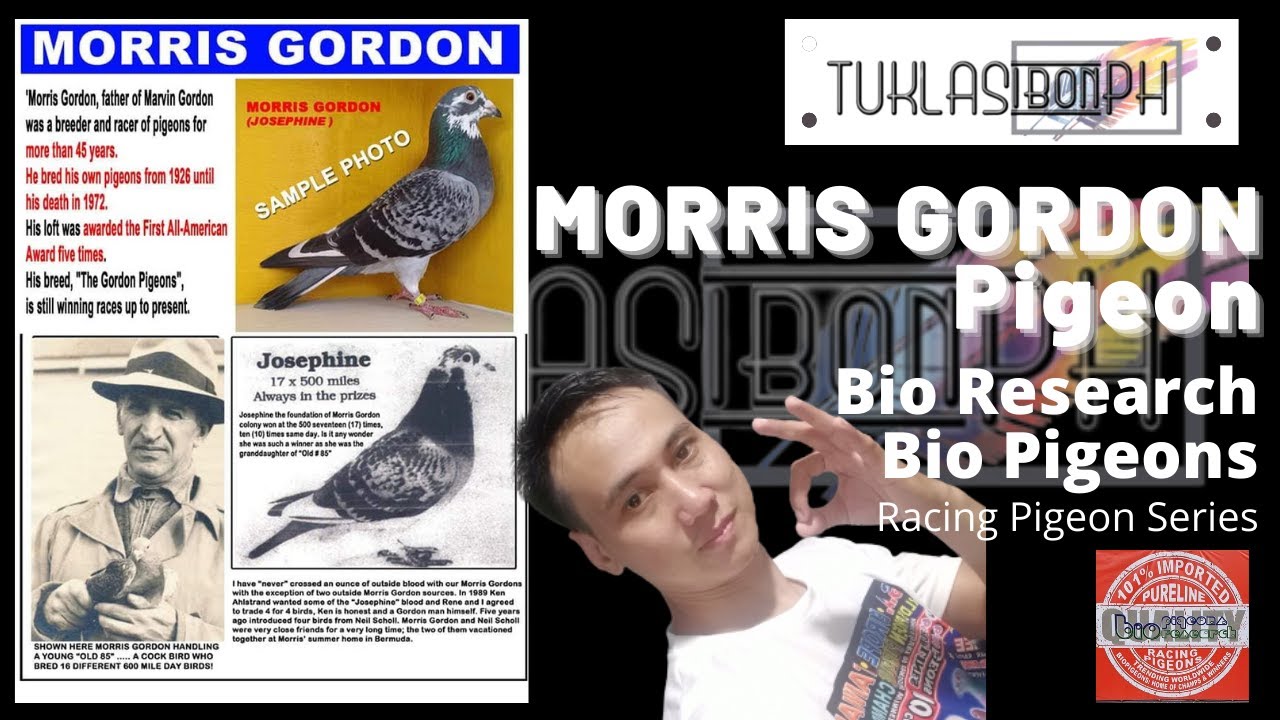 Brief History of Morris Gordon Pigeon - Racing Pigeon Series featuring Bio Research Bio Pigeons