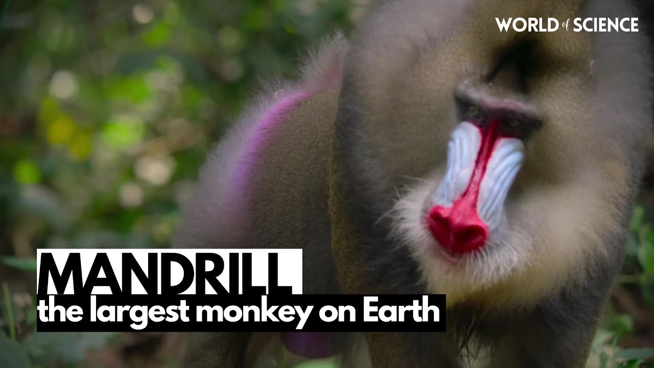 The Largest Monkey on Earth!