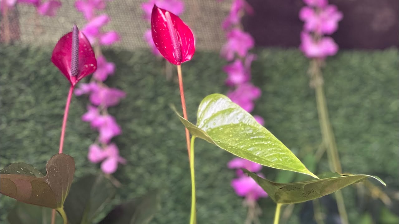 ටෙසරෝ ඇතුලුව දම්පාටින් ඇන්තූරියම් වර්ග 08 එකම පැකේජයකින් 0773407293 වට්සැප් ඕඩර් එකක් දාන්න 