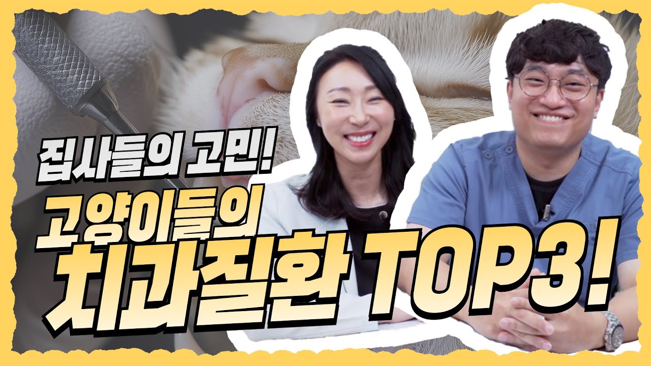 고양이 치과질환 TOP3 를 알려드림!😺 | 탑케어동물CARE백과