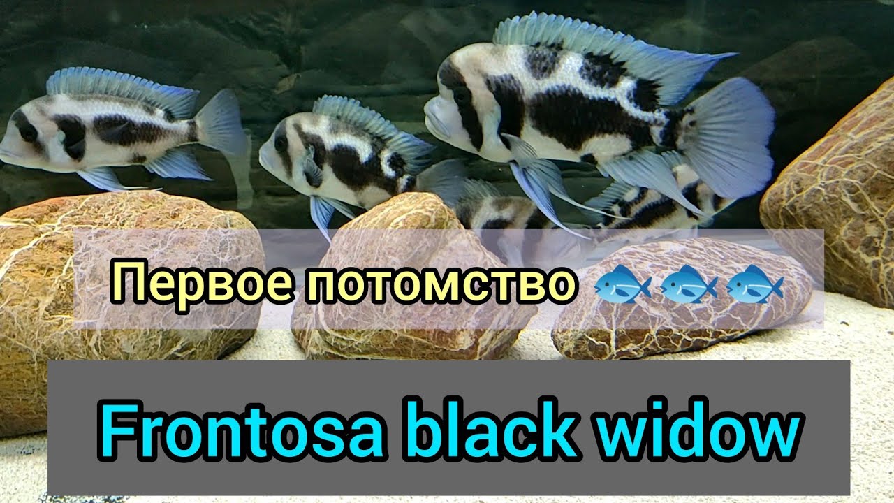 Дождался!!) Первое потомство Фронтозы чёрная вдова.