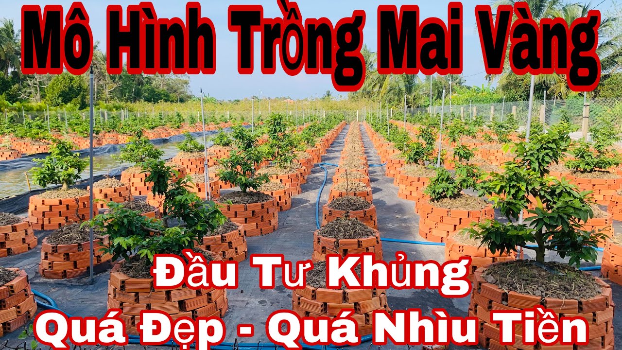 mô hình trồng mai vàng đạt hiệu quả cao - xanh - sạch - đẹp