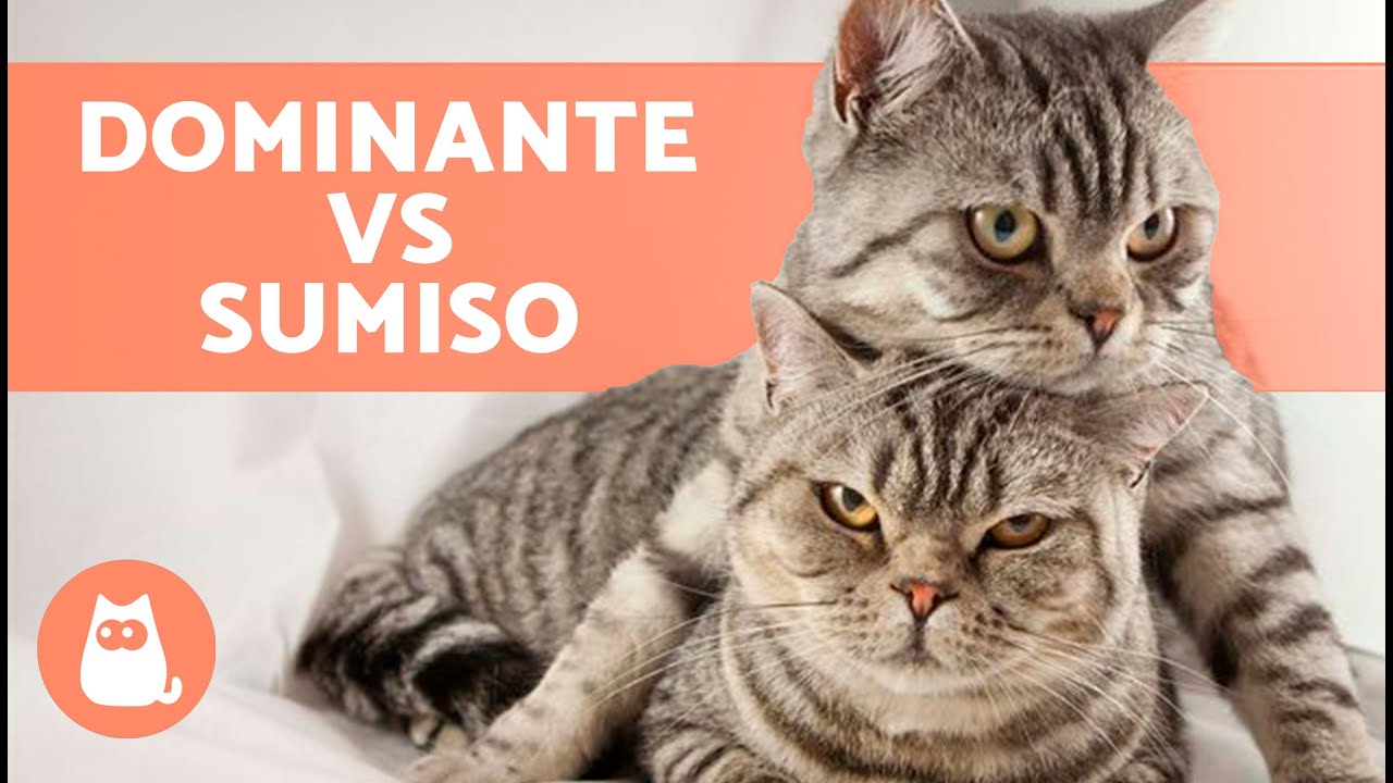 ¿Tu GATO es DOMINANTE? 🐱 Comportamiento de los GATOS DOMINANTES