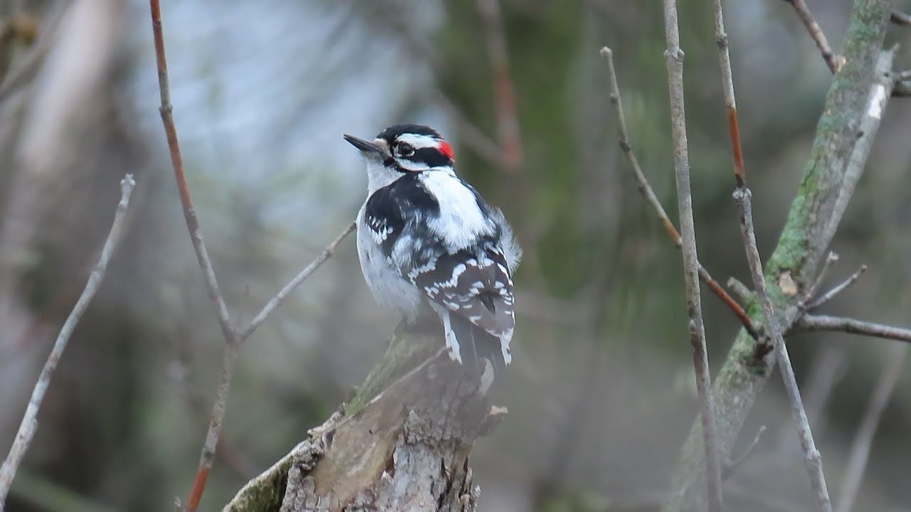 Downy Woodpecker Drumming