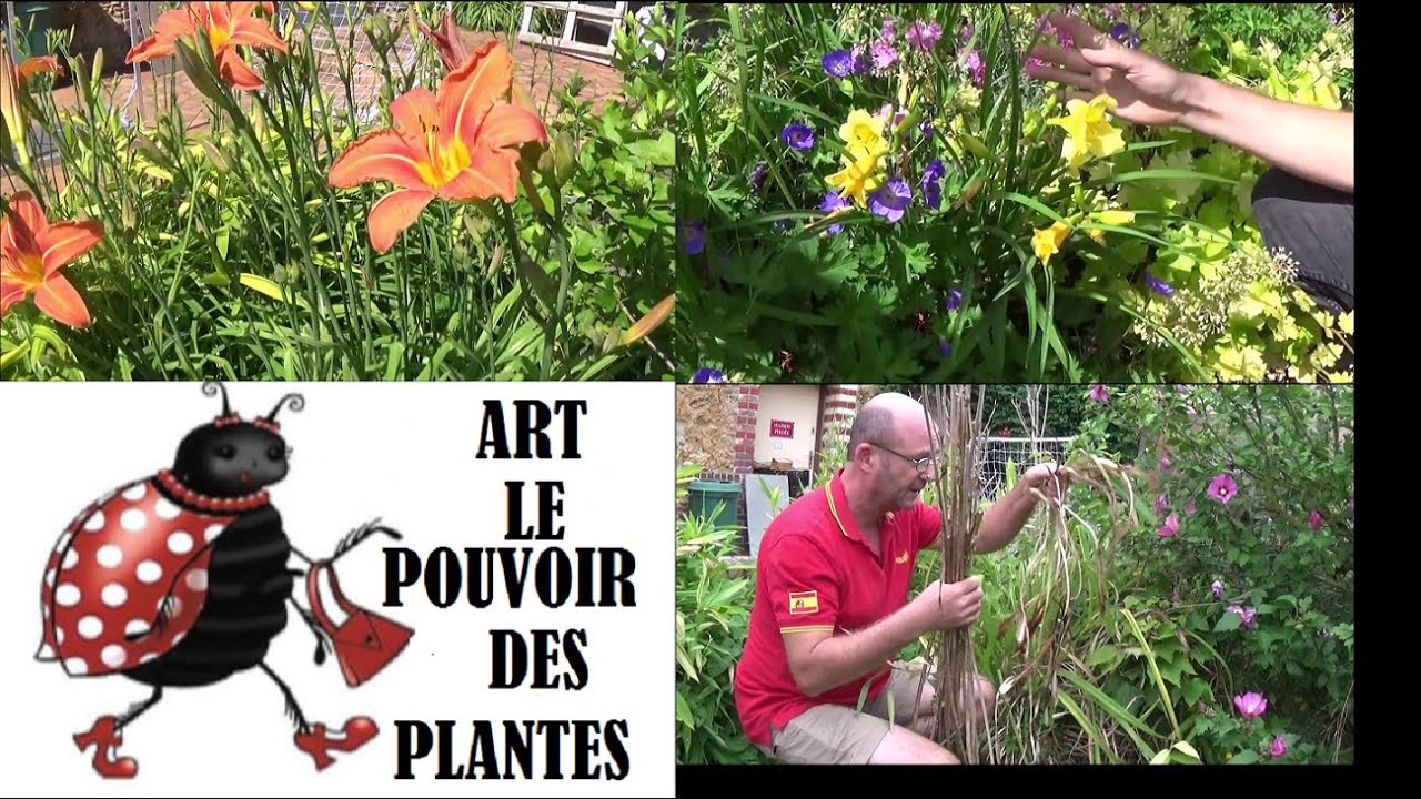 Conseils jardinage : Taille et entretien des h&eacute;m&eacute;rocalles 'Burning Daylight' & 'Stella de Oro' 🌼🌿