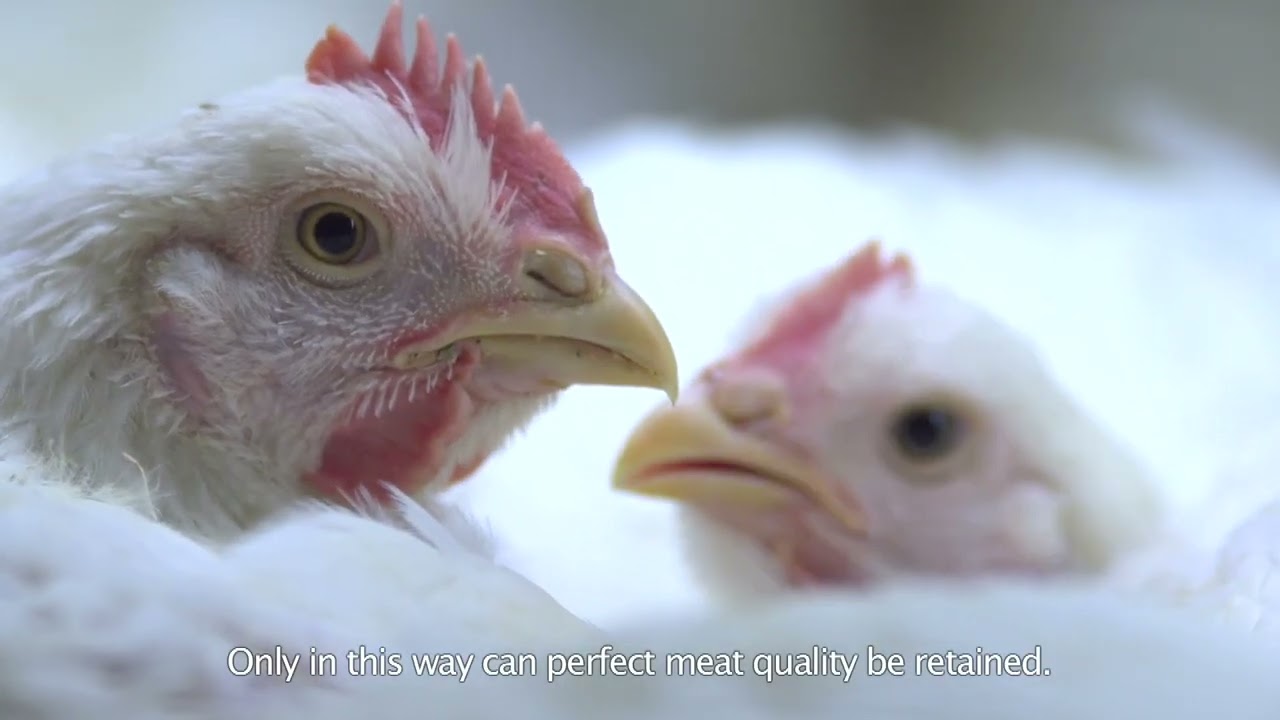 BroMaxx® broiler colony system and harvesting