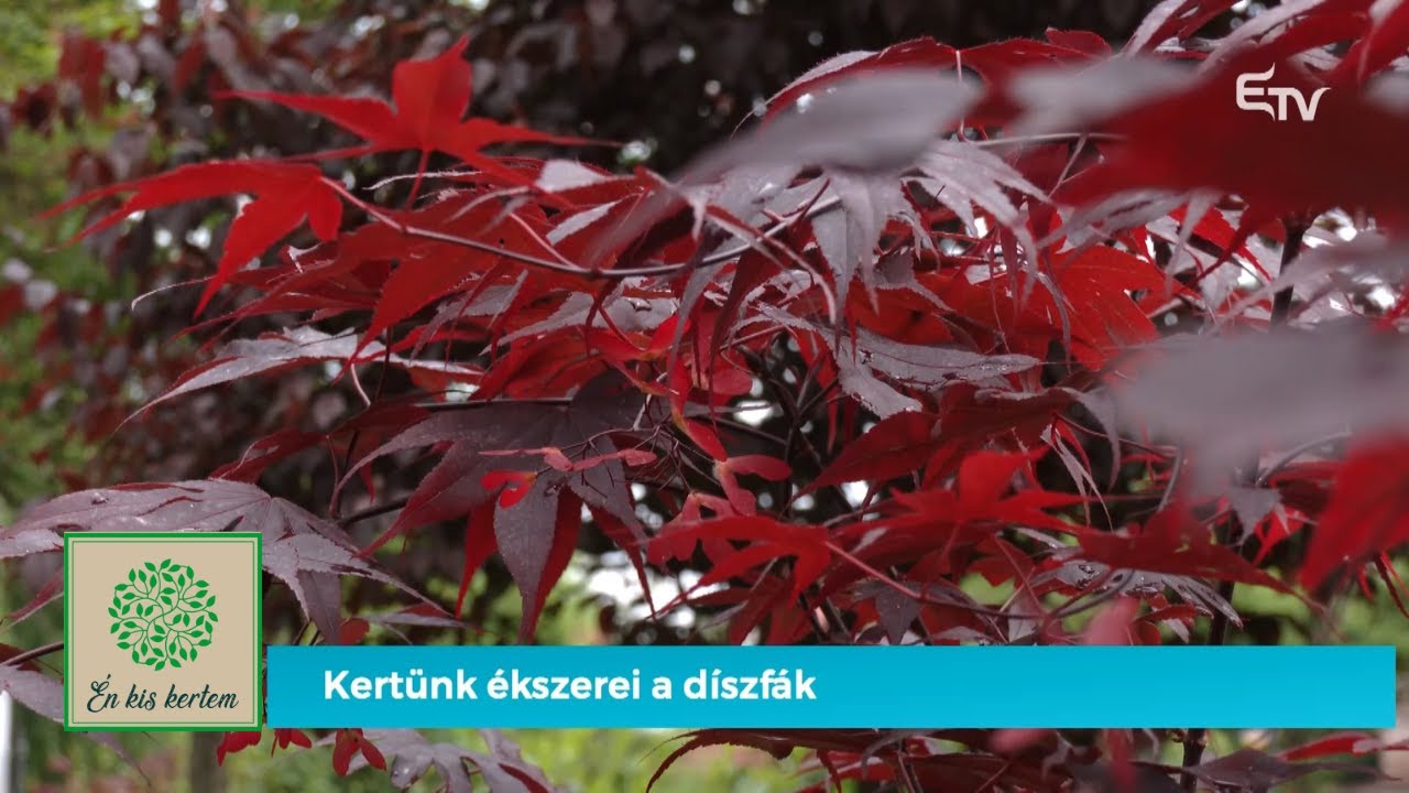 Kertünk ékszerei: a díszfák – Én kis kertem
