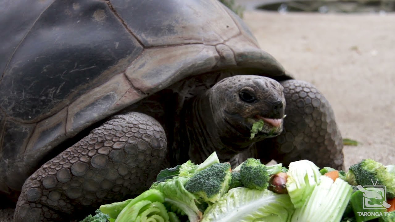 Esmerelda visits the team at North Shore Veterinary Specialist and Emergency - Taronga TV