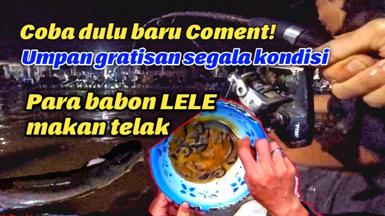 Bukti! Racikan cacing kalung ini disukai babon, umpan ikan lele galatama segala kondisi.