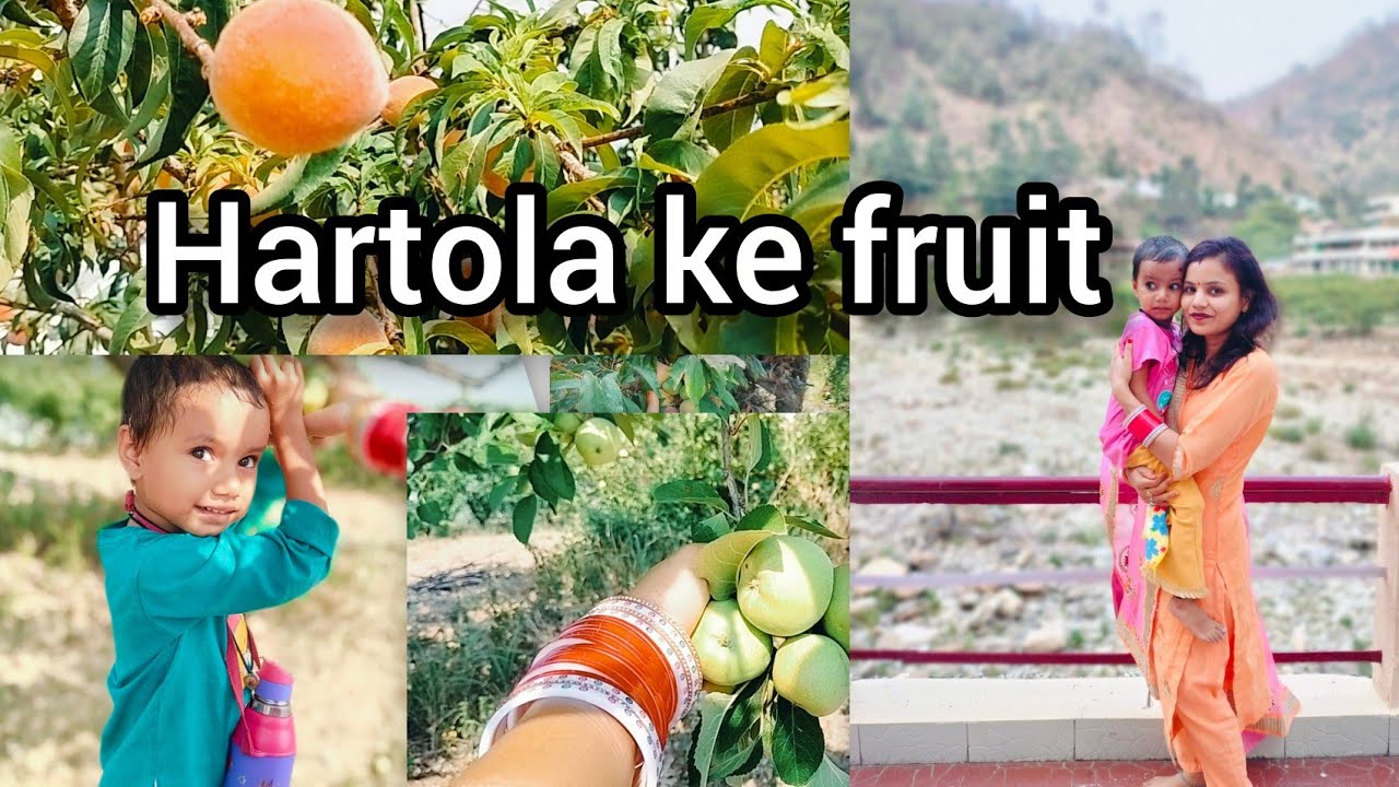 Hartola gau m hm gye ghumne  ( part 2). #village #villagefruits #villagelifestyle #villagevlog