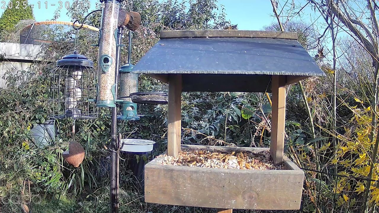 Live Garden Wildlife Cameras | Cornwall, UK