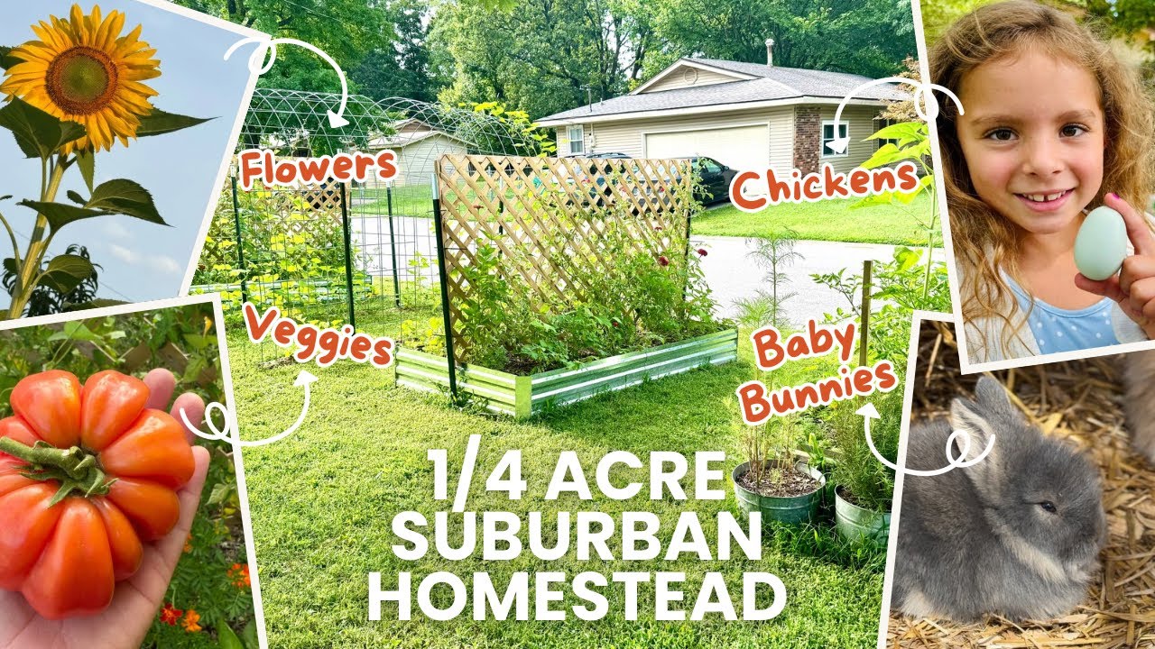 Micro Homestead: 1/4 Acre of Pure Joy