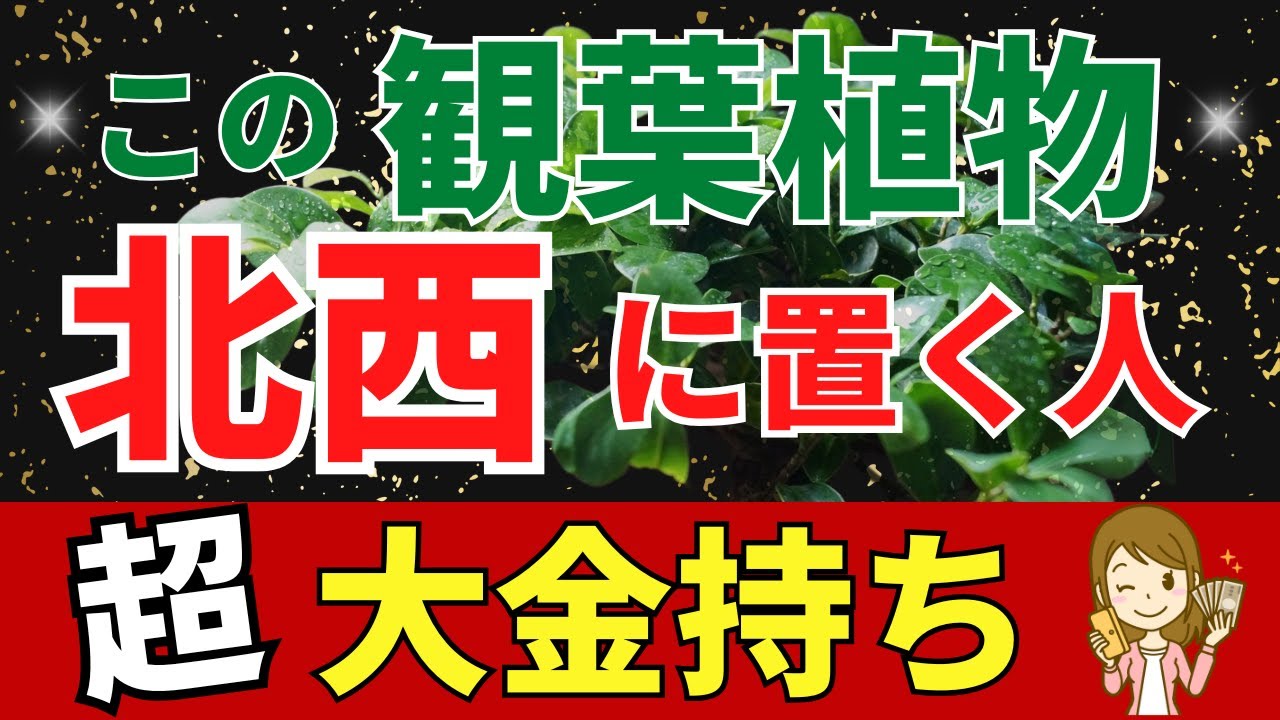北西にこの観葉植物あると超が付くお金持ち【風水アドバイザーがご紹介】