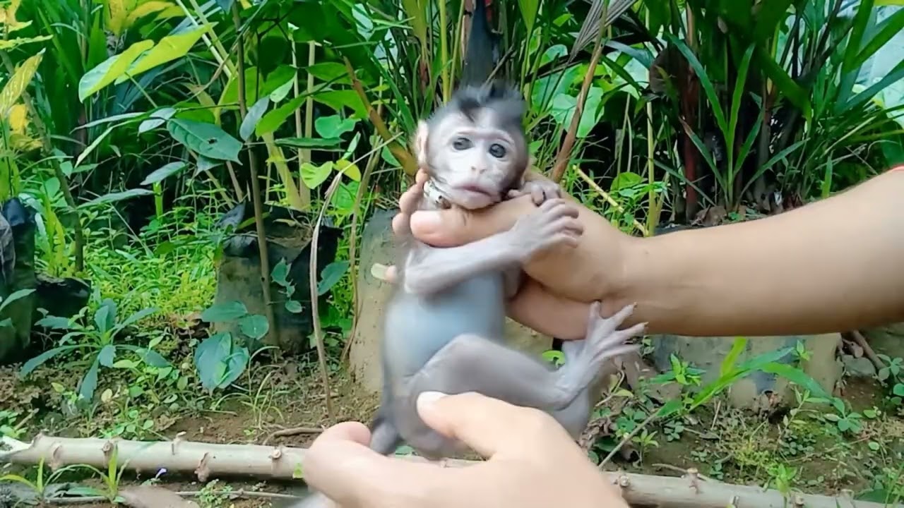 Baby monpai maunya nempel terus