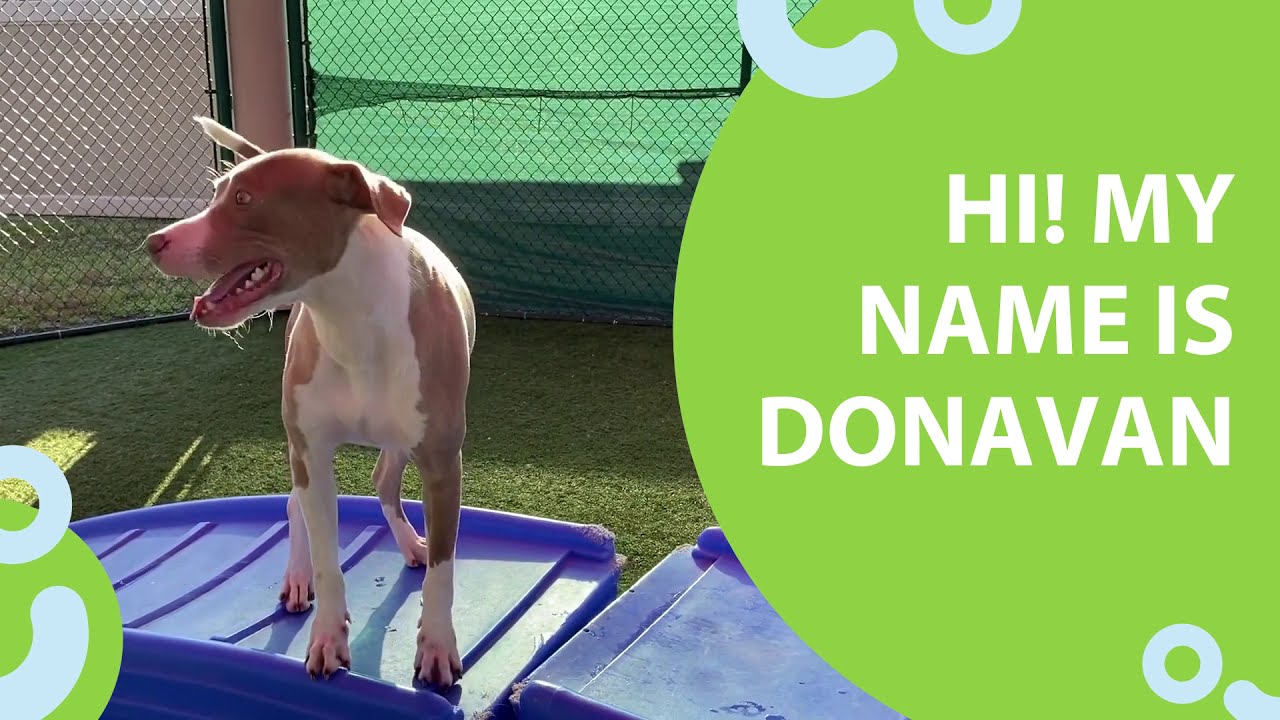 Meet Donavan: HSSC Adoption Ambassador
