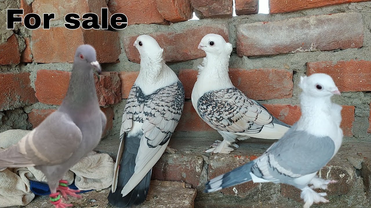 Sentinet kabootar, lalban for sale Amroha. Nawabo ka shoq Anis bhai mob 7983091823