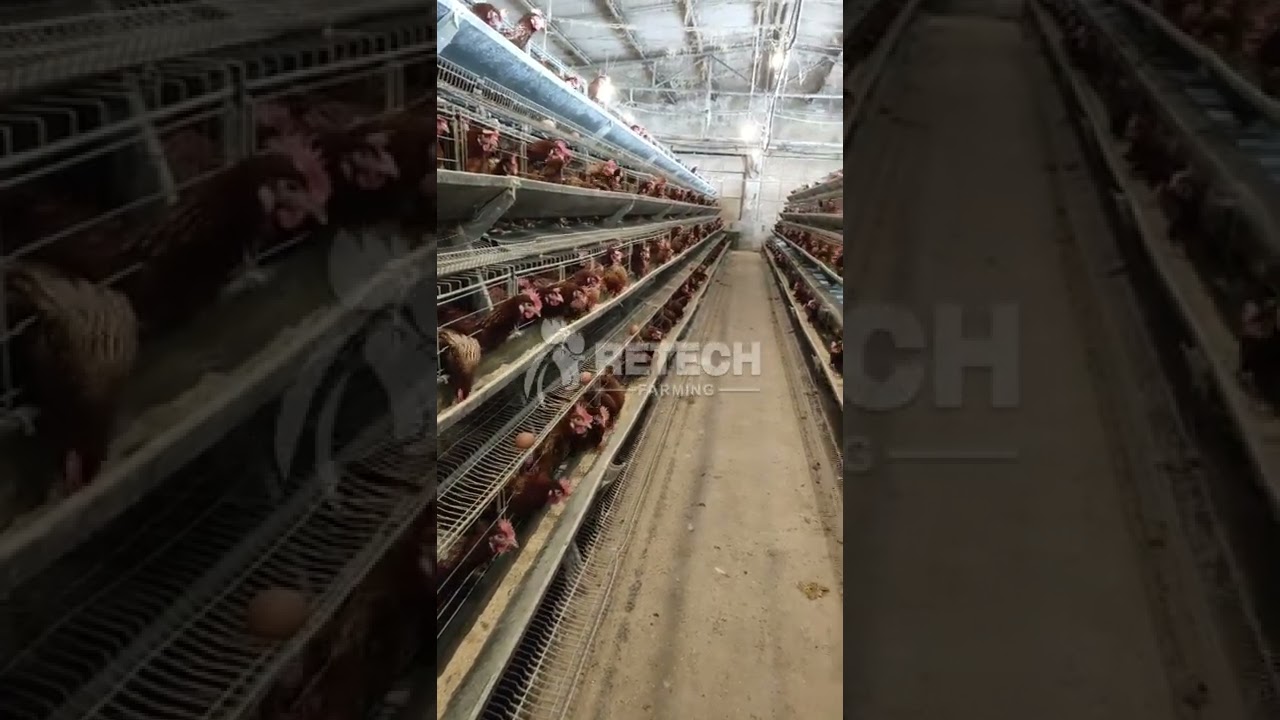 20000 birds layer hen farm poultry commercial egg production business - RETECH Farming