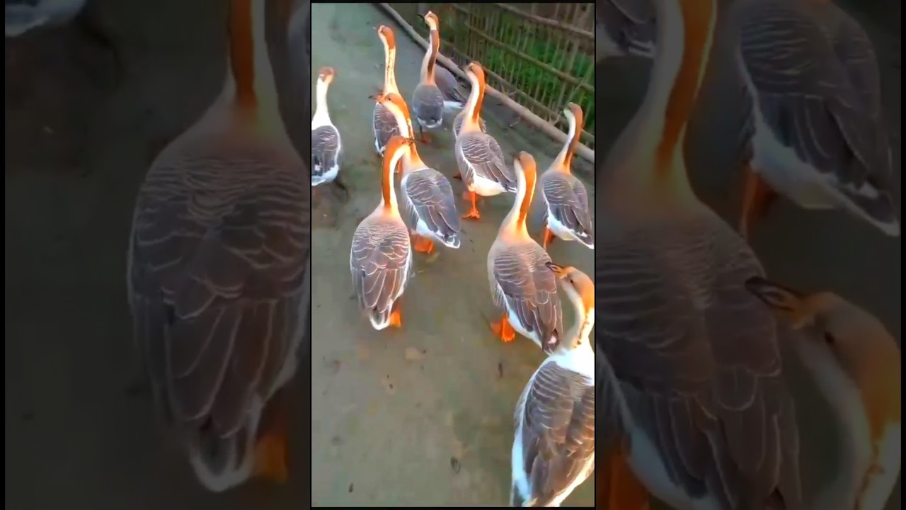 #Duck#animals #viral #cute #duck #Hash#amazing #Chicken#Shorts#Funny#short #Seducktive