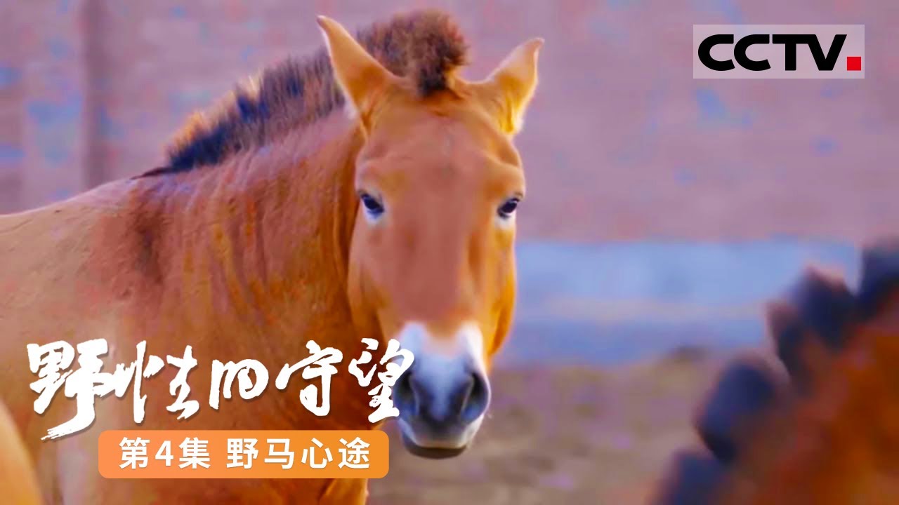 《野性的守望》第4集 绝地复生的濒危物种！普氏野马从灭绝到重归故里经历坎坷【CCTV纪录】